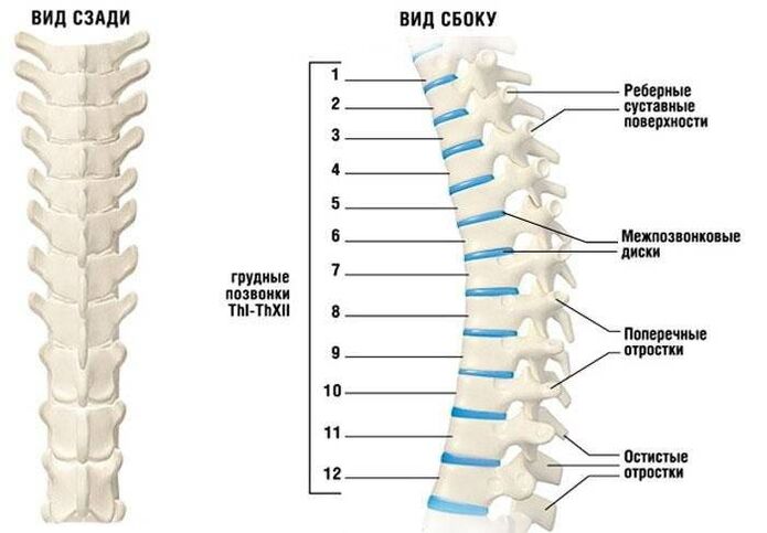 osteocondrosis cervical